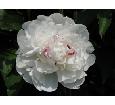 Півонія трав'яниста сорту Фестива Максима (Р. lactiflora  "Festiva Maxima" )
